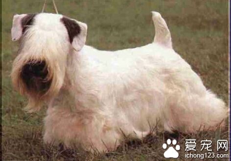 西裡漢梗多少錢 由人改良產生的犬種
