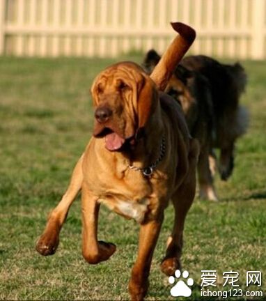 尋血獵犬好養嗎 鈣質的補充很必要