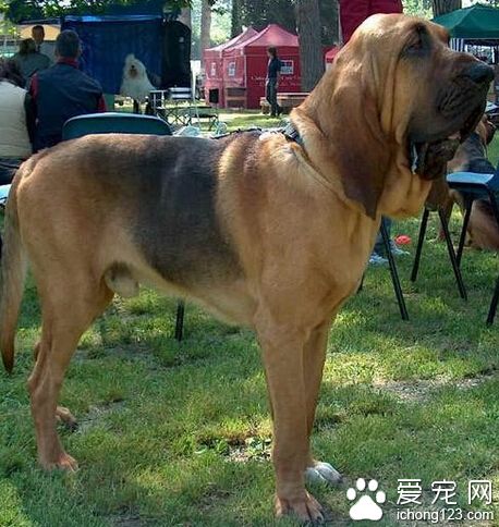 尋血獵犬的喂食要點 對尋血獵犬好的食物