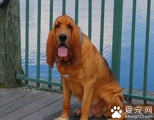 尋血獵犬哪裡賣 網上買狗需要謹慎