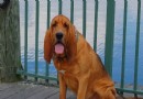 尋血獵犬哪裡賣 網上買狗需要謹慎