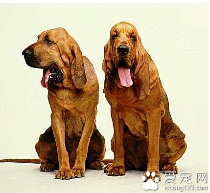 尋血獵犬多少錢 它們天性活潑積極