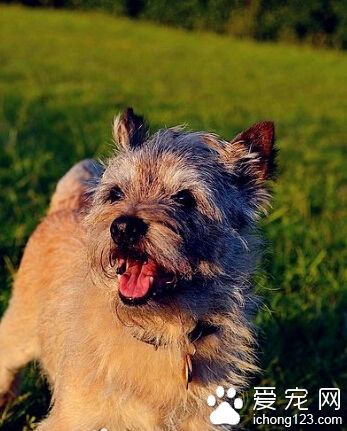 凱安梗好養嗎 受人們喜愛屬易飼養犬種