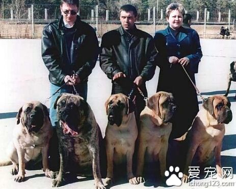哪有賣馬士提夫犬 不適合養在城市裡