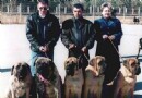 哪有賣馬士提夫犬 不適合養在城市裡