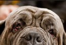 馬士提夫犬哪裡賣 馬士提夫犬目前國內很少