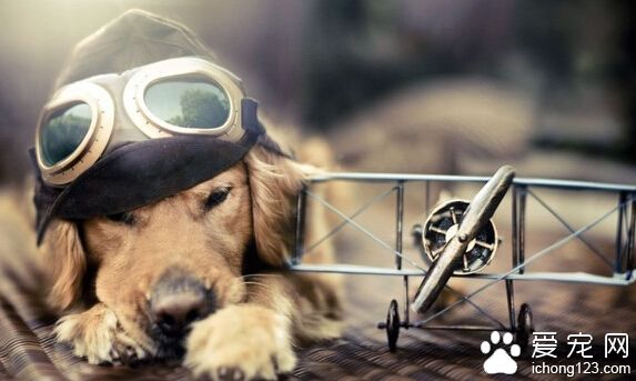 最適合家養的中型犬 適合一般家庭的還是有限