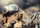 最適合家養的中型犬 適合一般家庭的還是有限