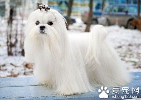 適合家養的小寵物 小型犬是很棒的家養寵物