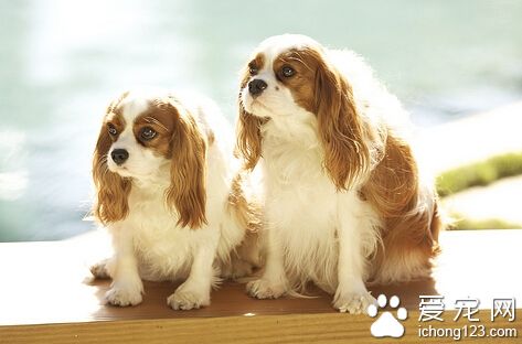 查理士王小獵犬好養嗎 他們很依賴主人
