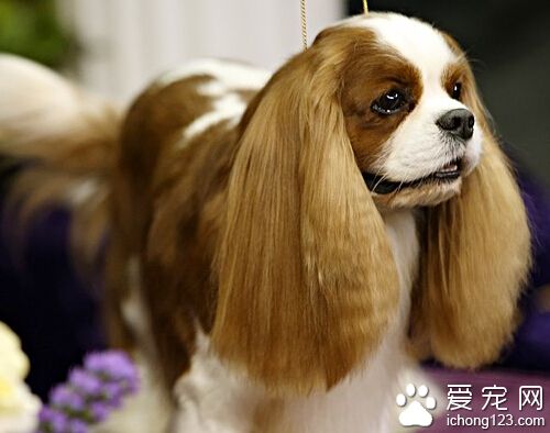 查理士王小獵犬怎麼選 被毛修剪是不允許的