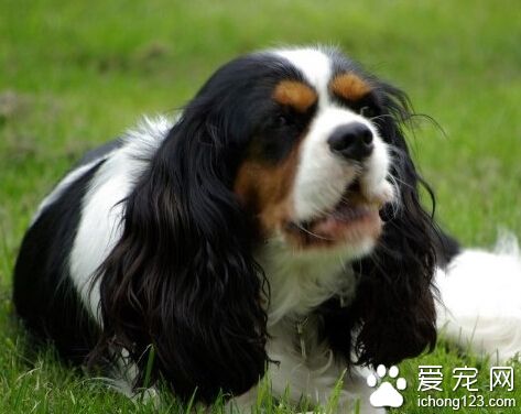 查理士王小獵犬叫麼 和藹可親精力旺盛