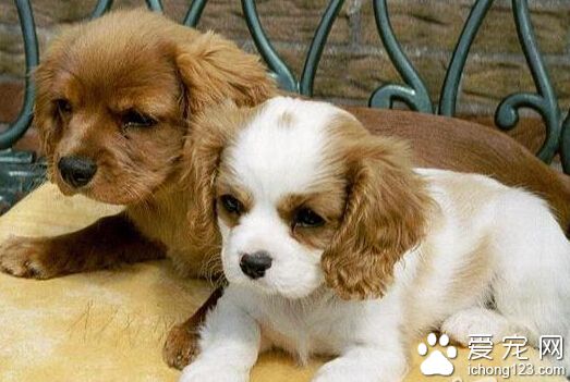 查理士王小獵犬哪裡賣 一個快樂小天使