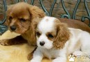 查理士王小獵犬哪裡賣 一個快樂小天使