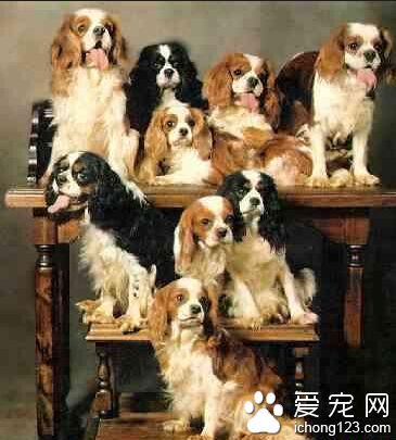 查理士王小獵犬多少錢 活躍有大無畏的精神