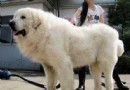 大白熊犬好養嗎 很適合在家庭飼養