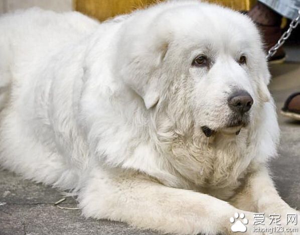 大白熊和雪獒的區別 鼻頭雪獒豬肝色大白熊黑色