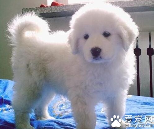 哪裡有賣大白熊 一個健康而長壽的犬種