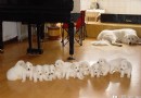 大白熊犬凶不凶 有很強的護主心理