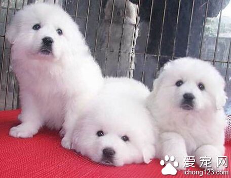 大白熊犬看家嗎 後天的訓練是不可缺少的