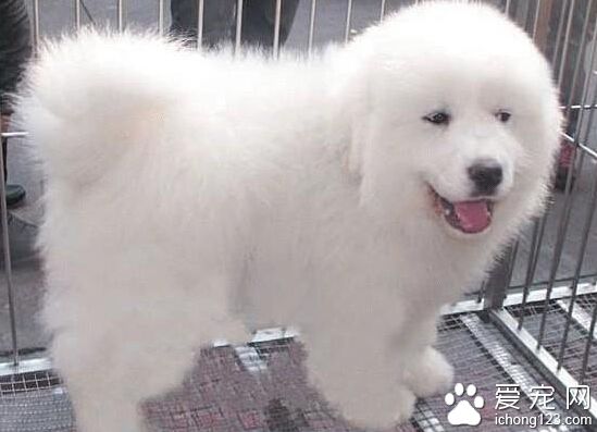 如何挑選大白熊 挑幼犬時一定要注意“兩看”