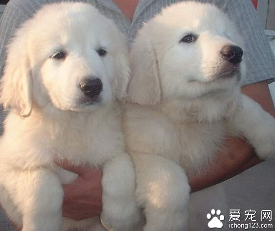 純種大白熊犬價格 品相不同有很大的差異