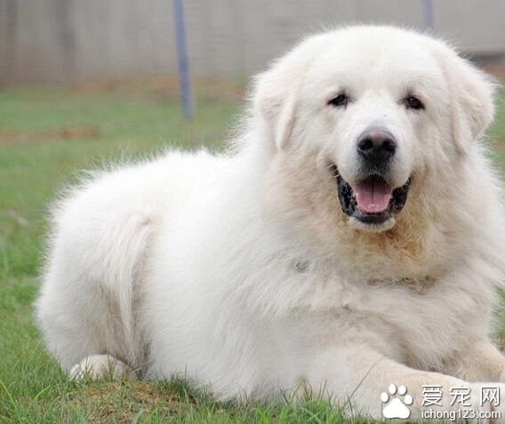 大白熊好養嗎 白色的被毛將更難打理