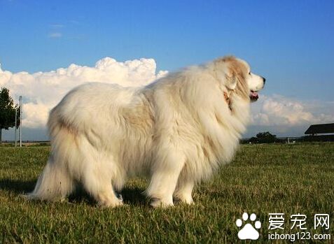 大白熊犬多少錢一只 個體之間仍存在差別