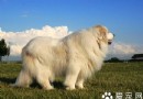 大白熊犬多少錢一只 個體之間仍存在差別