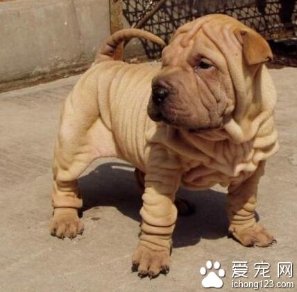 純種沙皮狗多少錢一只 純種和家庭犬差價大