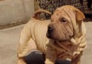 純種沙皮狗多少錢一只 純種和家庭犬差價大