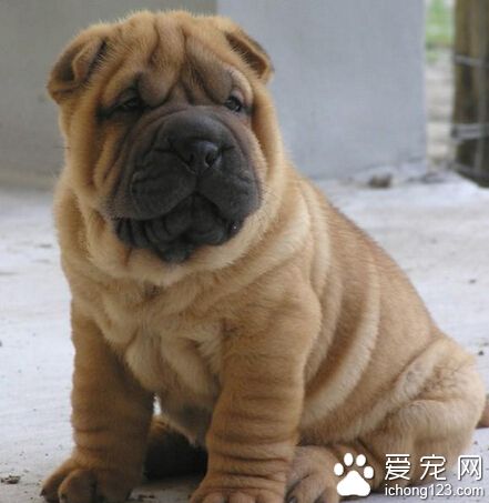 小沙皮狗多少錢 會把全部的愛都投入到家庭裡去