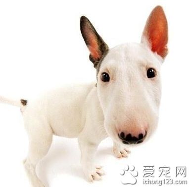 牛頭梗聽話嗎 對主人忠心而且服從性強
