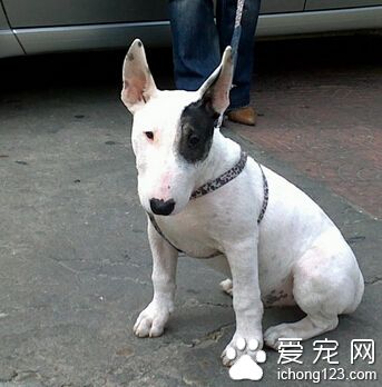 牛頭梗猛嗎 需要嚴加看管