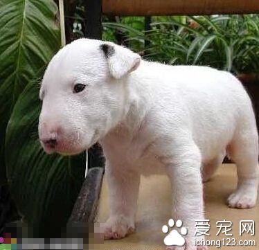 牛頭梗咬人嗎 不要觸碰到牛頭梗的底線