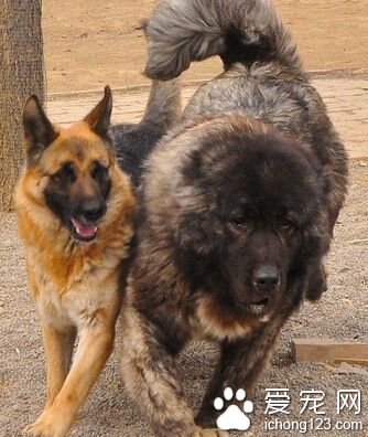 高加索犬溫順嗎 天性是比較凶猛的狗狗