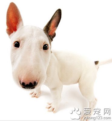 牛頭梗多少錢一只 家養犬價格相差不大