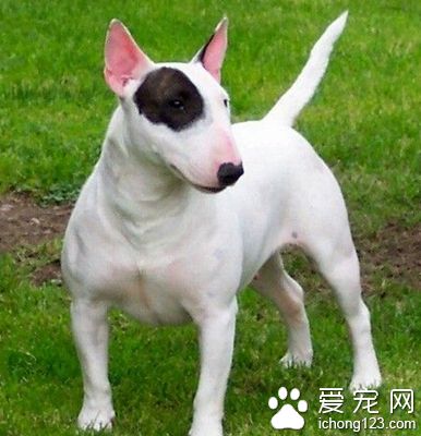牛頭梗打架厲害嗎 易寵物狗發生爭執