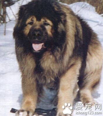 高加索犬凶猛嗎 經過訓練的會比較溫順