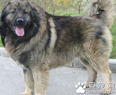 高加索犬多重 體型比藏獒還要大一點