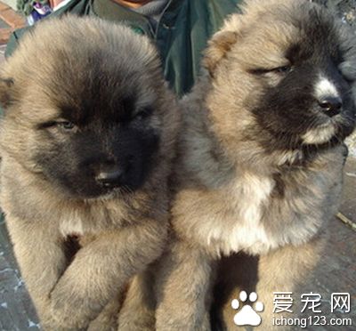 高加索犬好看嗎 它的外形長相一般