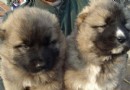 高加索犬好看嗎 它的外形長相一般
