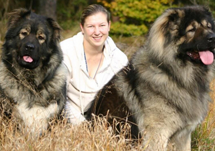 哪有賣高加索犬的 可以到網上寵物店逛逛