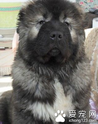高加索犬厲害嗎 身體要比藏獒大一些