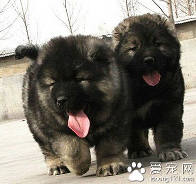 如何辨別高加索犬 挑選該注意的要點