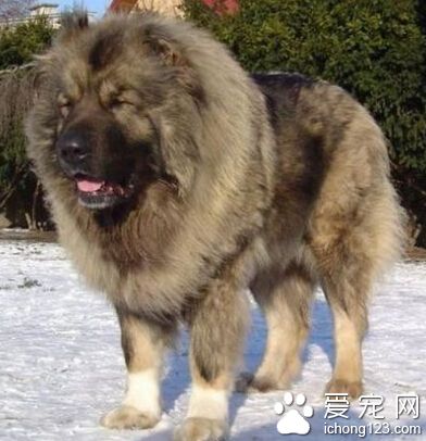 高加索犬凶嗎 對陌生人有攻擊性
