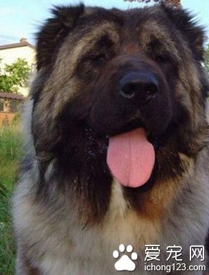 高加索犬怎麼樣 不適合與小朋友做伴