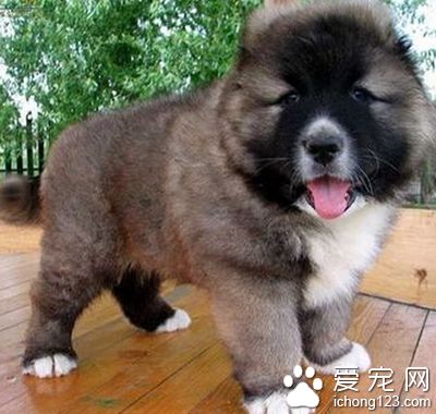 高加索犬和藏獒哪個厲害 都非常凶猛勇敢