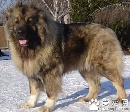 高加索犬多少錢一只 價格受體型顏色影響
