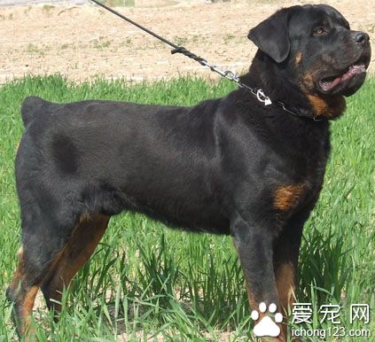 羅威納犬會咬人嗎 一般不會去咬人